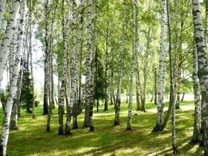 Традиции и обряды праздника Берещенье, отмечаемого 11 апреля 2023 года