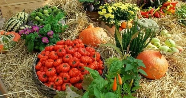 Заговоры и обряды для огородников на богатый урожай: старинные способы помогут и современному дачнику