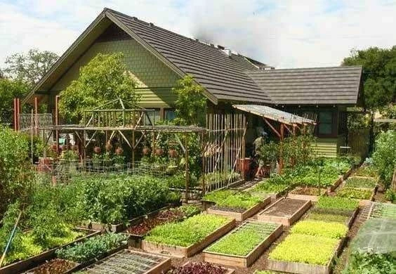 Неблагоприятные дни для посадки в мае 2023 года: лунный календарь огородника