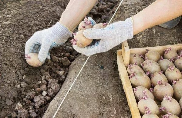 Минеральные удобрения для картофеля при посадке в лунку весной пользуются спросом среди огородников