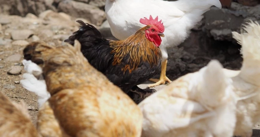 Сколько кур нужно завести для одной семьи, что нужно знать о домашней птице