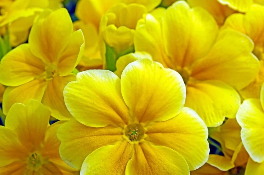 Какими лечебными свойствами обладает примула и как ее выращивать