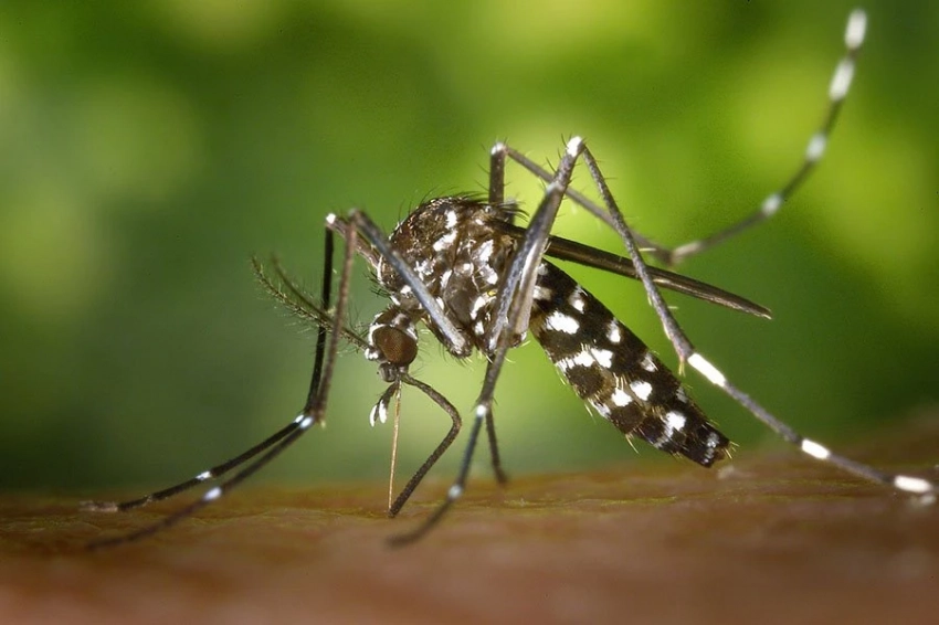 PLOS Pathogens: слюна комара может подавлять иммунную систему человека