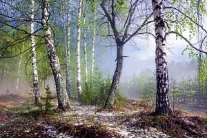 В Проклов день, 4 мая 2023 года, существуют особые приметы и поверья