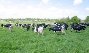 Приметы и поверья на 7 мая 2023 года подскажут, когда нужно сеять овес
