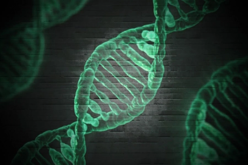 Aging Cell: в круглых червях обнаружили гены молодости