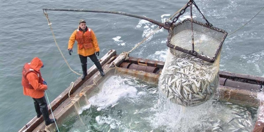 Китай ведёт торговую войну против России: хочет рыбы бесплатно