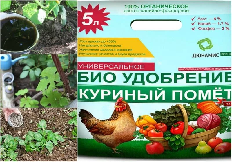 Как правильно разводить куриный помет для удобрения, советы экспертов