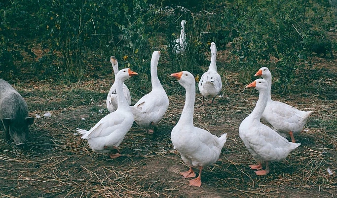 Праздники Отдание Святой Троицы и день Никиты Гусятника: что можно и что нельзя делать 10 июня 2023 года