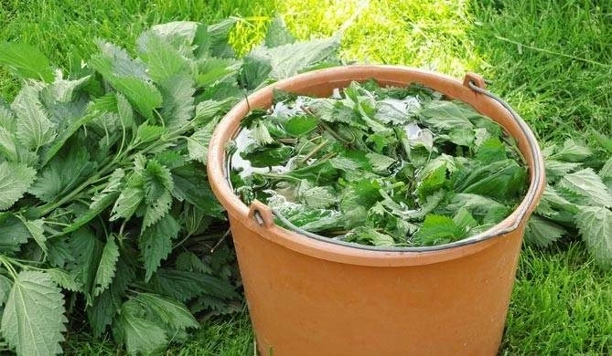 Какие овощи и растения можно поливать настоем крапивы