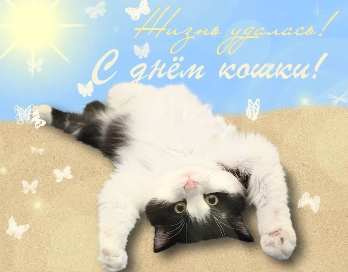 Как поздравить свою кошку с праздником 8 августа: яркие идеи и смешные тематические картинки