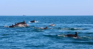 Всемирный день моря в 2023 году отмечается 28 сентября
