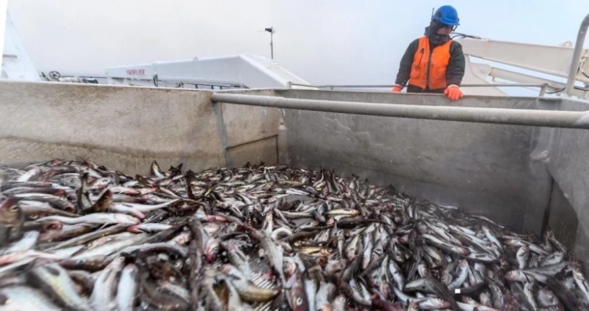Россельхознадзор ограничил импорт рыбы и морепродуктов из Японии с 16 октября из-за ситуации с «Фукусимой»
