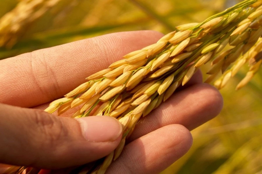 Nutrients: масло овса в завтраке снижает риски ожирения, диабета и болезней сосудов