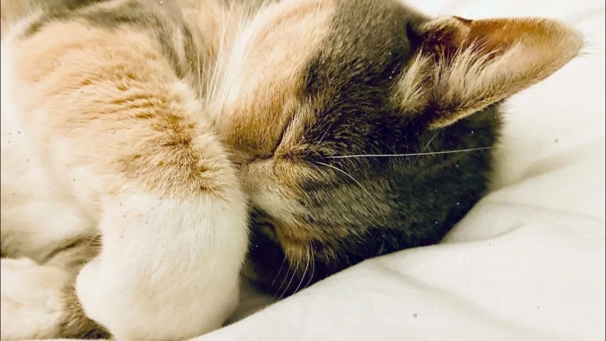 Причины, по которым кошка, когда спит, закрывает мордочку лапкой
