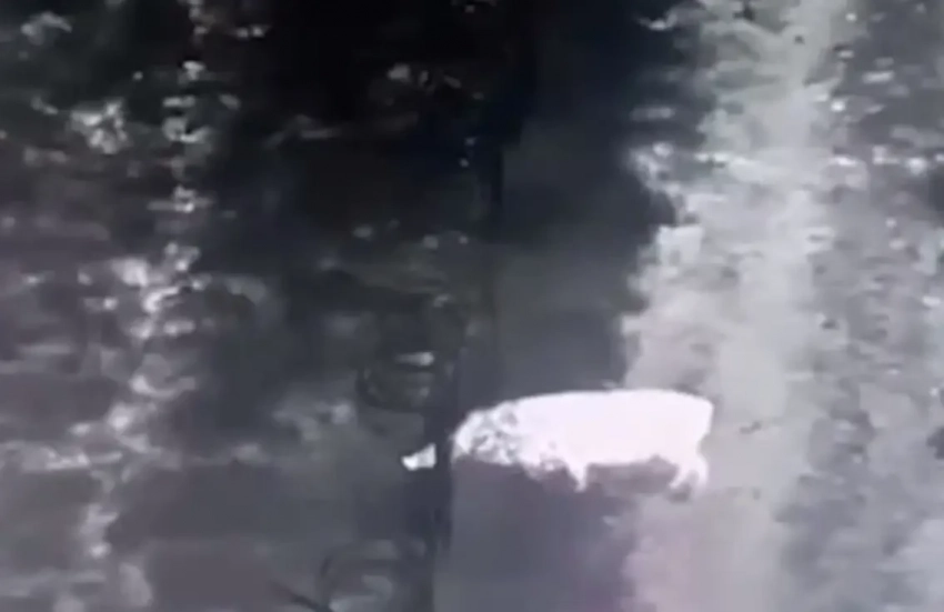 «Кабан-ухилянт»: украинские пограничники «троллят» уклонистов кадрами убегающего в Румынию животного