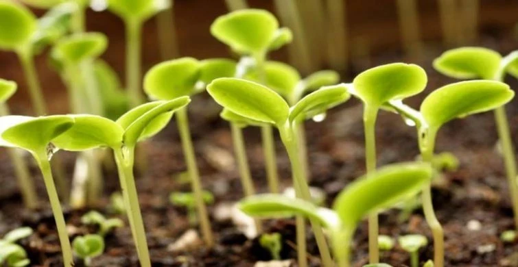 Как сэкономить время весной: идеальные растения для осенней посадки