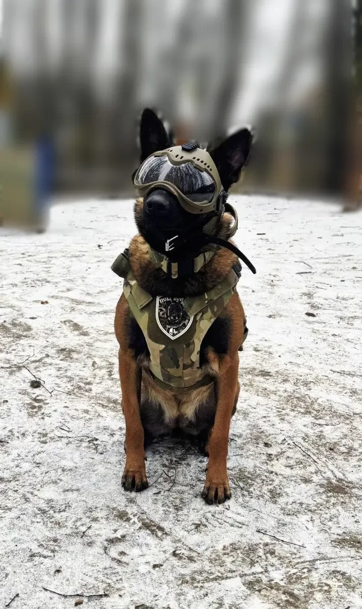 Средства защиты для служебных собак