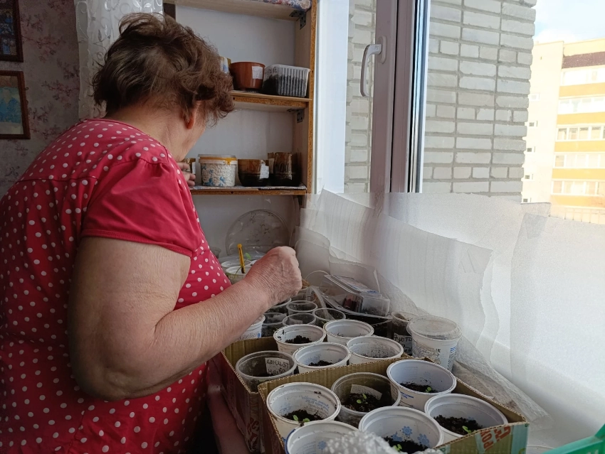 Почему рассада петунии вытягивается, а потом умирает?